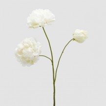 PEONIA GRANA X3 H67 IVORY EDG