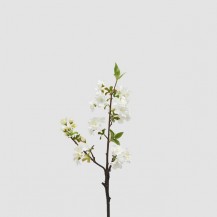 TREŠNJA GRANA H50 BIJ. EDG