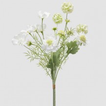 SCABIOSA CESPUGLIO BUKET H62 EDG