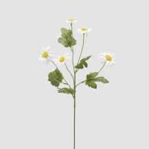 MARGERITA GRANA H65 BIJ. EDG