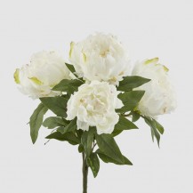 PEONIA BUKET X5 H48 BIJELA EDG