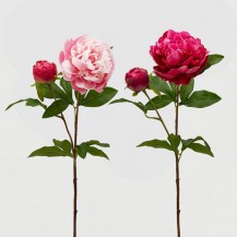 PEONIA OLIS GRANA X2 H70 SORT EDG