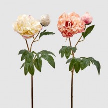 PEONIA ROYAL GRANA H68 SORT EDG