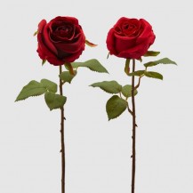 RUŽA REX BOCC. H45 CRV. SORT EDG