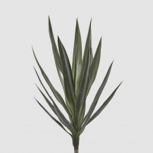 YUCCA GRANA H75 ZEL. EDG