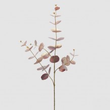 EUKALIPTUS GRANA H89 EDG