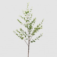 RUSCUS GRANA H140 EDG