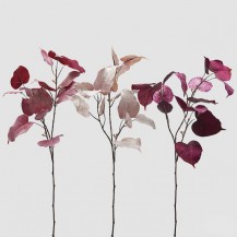 FIKUS GRANA H80 PINK SORT EDG