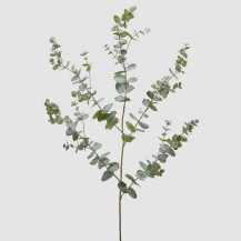 EUCALIPTUS REX GRANA X5 H145 EDG