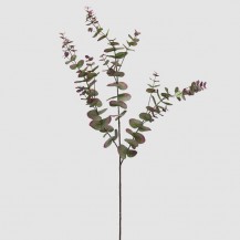 EUKALIPTUS GRANA H105 ZEL/PINK EDG