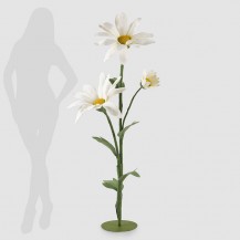 MARGERITA JUMBO X3 NA BAZI H160 D75 EDG