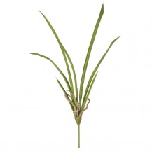 CYMBIDIUM LISTOVI 50CM SA KORJENOM DKO