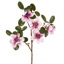 MAGNOLIJA GRANA 71CM BIJ./BORDO DKO