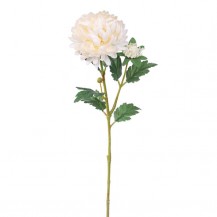 KRIZANTEMA GRANA 60CM X2 KREM DKO