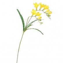 FREZIJA GRANA 57CM ŽUTA DKO