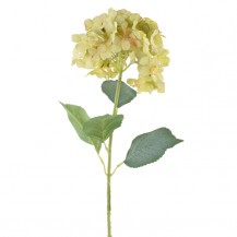 HORTENZIJA GRANA 77CM ZEL. DKO