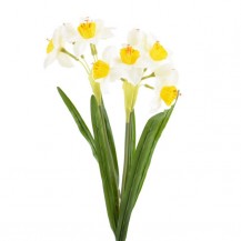 NARCISI BUKET X6 50CM ŽUTO/BIJELI DKO