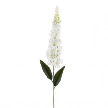 DELFINIUM GRANA 73CM BIJELA DKO