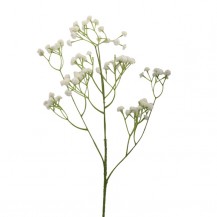 GIPSOFILA GRANA 64CM BIJ. DKO