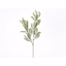 ASPARAGUS GRANA 74CM DKO