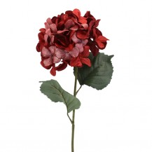 HORTENZIJA GRANA 70CM CRV. DKO