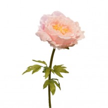 BOŽUR VELIKI D38XH115CM ROZA DKO