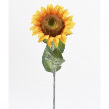 SUNCOKRET GRANA 80CM DKO