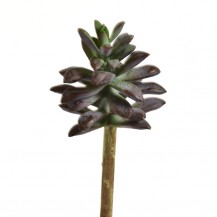 SUKULENT GRANA 19CM BORDO DKO