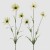 RUDBECKIA GRANA X3 SA LIŠĆEM H70 SORT EDG