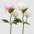 PEONIA GRANA X2 H55 SORT EDG