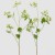 ALCHEMILLA GRANA X5 H108 SORT EDG