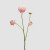PEONIA GRANA H66 PINK EDG