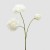 PEONIA GRANA X3 H67 IVORY EDG