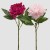 PEONIA GRANA H58 MIX PINK SORT EDG