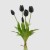 TULIPAN BUKET OLIS H40 CR. EDG
