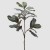 LIŠĆE MAGNOLIJE GRANA H110 ZEL. EDG