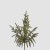 GRANA CRYPTOMERIA H44 ZEL. EDG